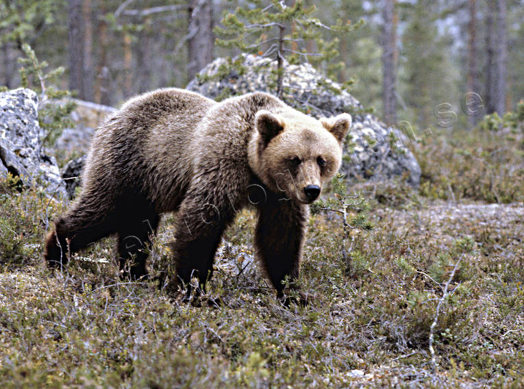 animals, bear, brown bear, mammals, predators, ursine