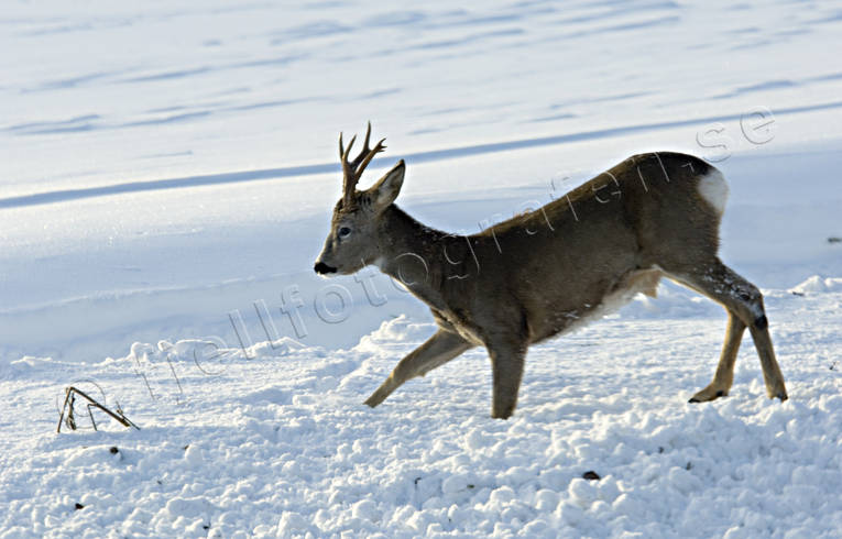 animals, bock, horn, antlers, mammals, roebuck, snow, venison, winter