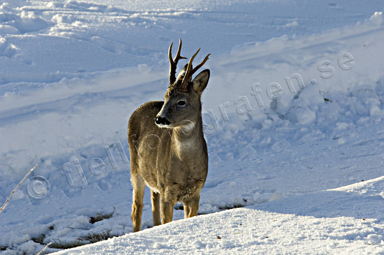 animals, bock, horn, antlers, mammals, roebuck, snow, venison, winter