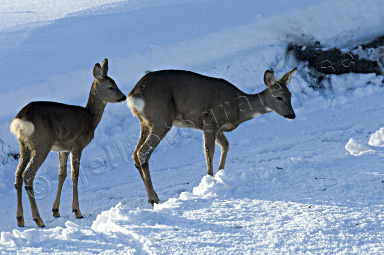 animals, female roe deer, goat, kid, mammals, snow, venison, winter