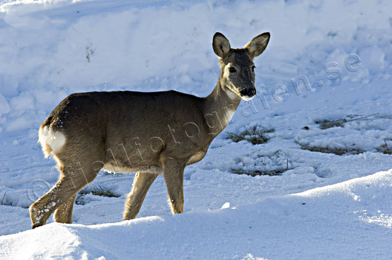 animals, female roe deer, goat, mammals, snow, venison, winter