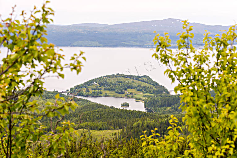 Cold lake, greenery, halvö, Jamtland, lake, landscapes, nature, summer, view, woodland