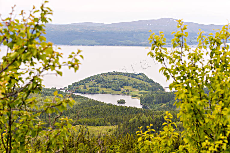 Cold lake, greenery, halv, Jamtland, lake, landscapes, nature, summer, view, woodland