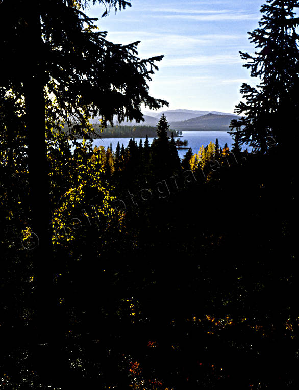 autumn, autumn colours, Jamtland, landscapes, season, seasons, Vattudalen, woodland