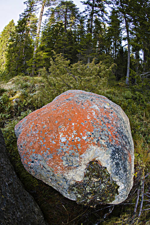 alger, nature, orange, red, stone, violstensalg, woodland