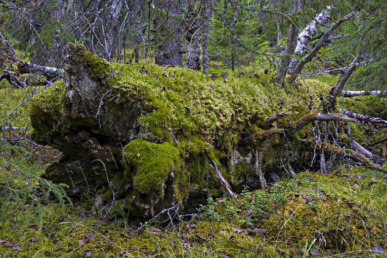 biotope, biotopes, forest land, forests, gammelskog, nature, virgin forest, wildwood, woodland