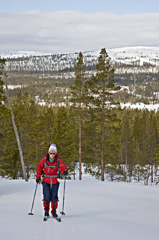 Herjedalen, landscapes, mountain forest, national park, national parks, ski touring, skier, skiing, Sododalen, Sonfjllet, virgin forest, wildwood, winter