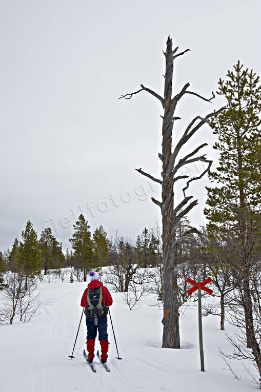 dead tree, dry pine, Herjedalen, landscapes, mountain forest, national park, national parks, ski touring, skier, skiing, Sododalen, Sonfjllet, virgin forest, wildwood, winter