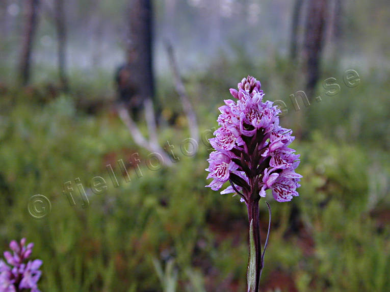 biotope, biotopes, flower, flowers, forest land, forests, jungfru marie nycklar, nature, orchid, woodland