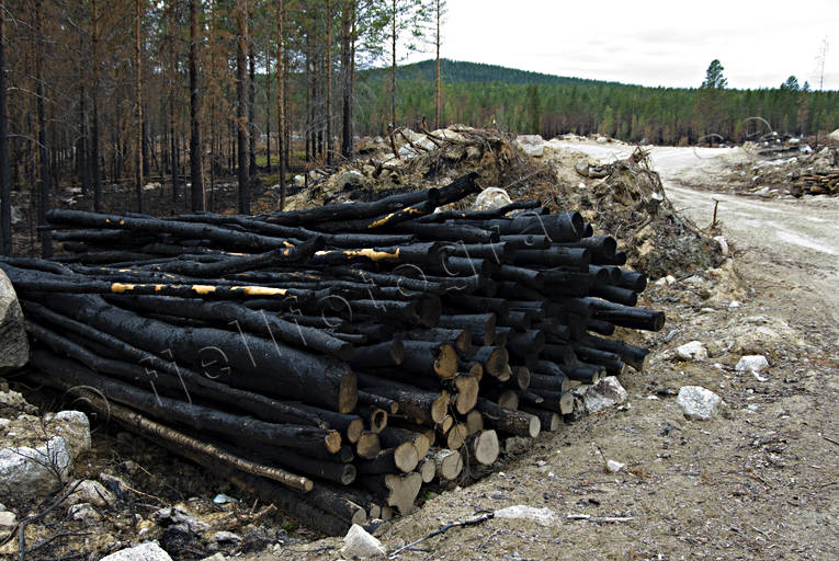 burnt, burnt, environment, fire, forest fire, forest land, forestry, nature, pulp wood, timber, woodland, work