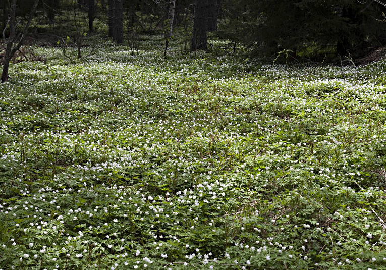 biotope, flourishing, flower, flowers, forests, meadowland, nature, plants, herbs, spring, wood anemone, wood anemones, woodland