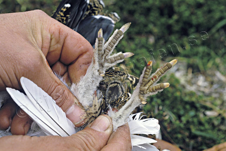 age, animals, birds, claws, nails, decide, ptarmigan, white grouse claws, willow grouse
