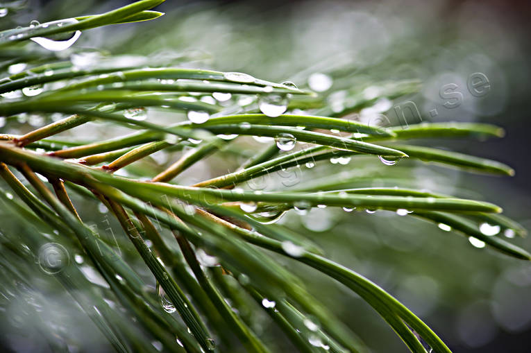 nature, pine limb, pine branch, pine-needle, plants, herbs, woodland