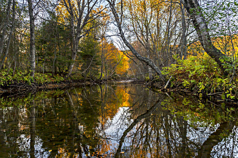 autumn, creek, Jamtland, landscapes, seasons, spegelbild, tree, watercourse