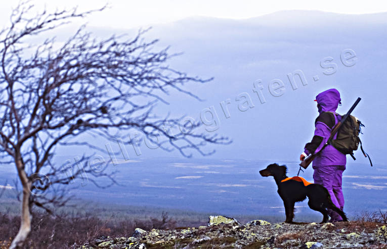 alpine hunting, animals, bird hunting, dogs, hunting, mammals, pointing dog, white grouse hunt