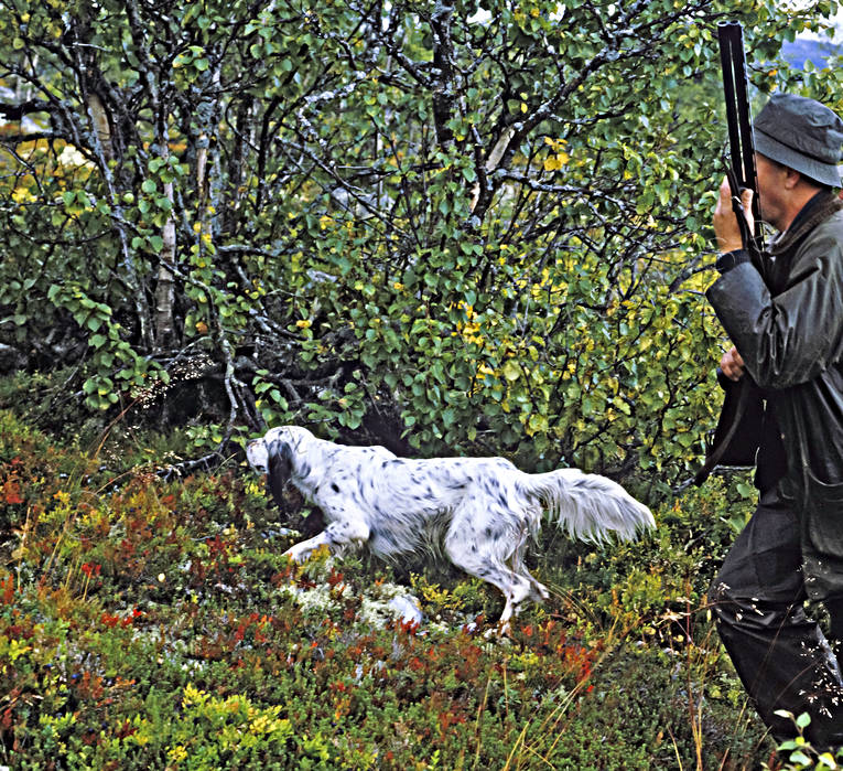 alpine hunting, animals, bird dog, bird hunting, booth, dog, dogs, english setter, hunting, jaktprov, mammals, mountain, pointing dog, ptarmigan, setter, white grouse hunt