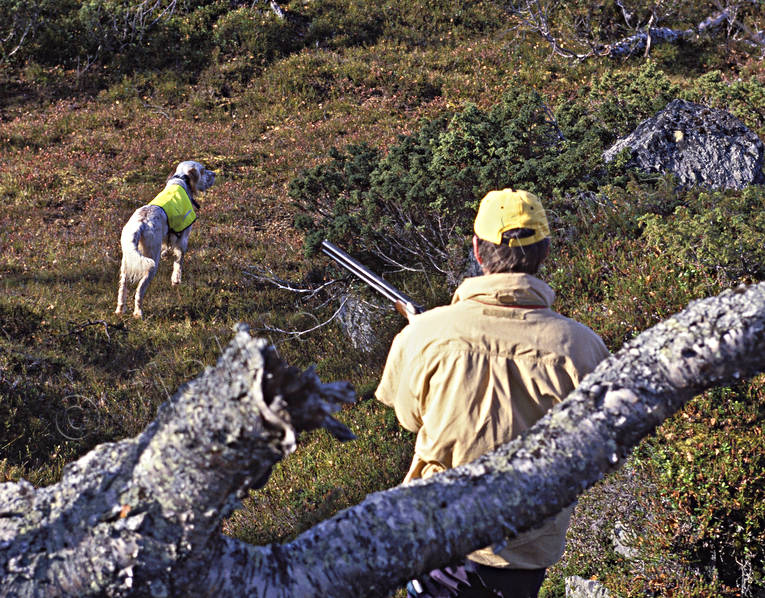 alpine hunting, booth, dog, english setter, hunting, pointing dog, white grouse hunt, white grouse hunter