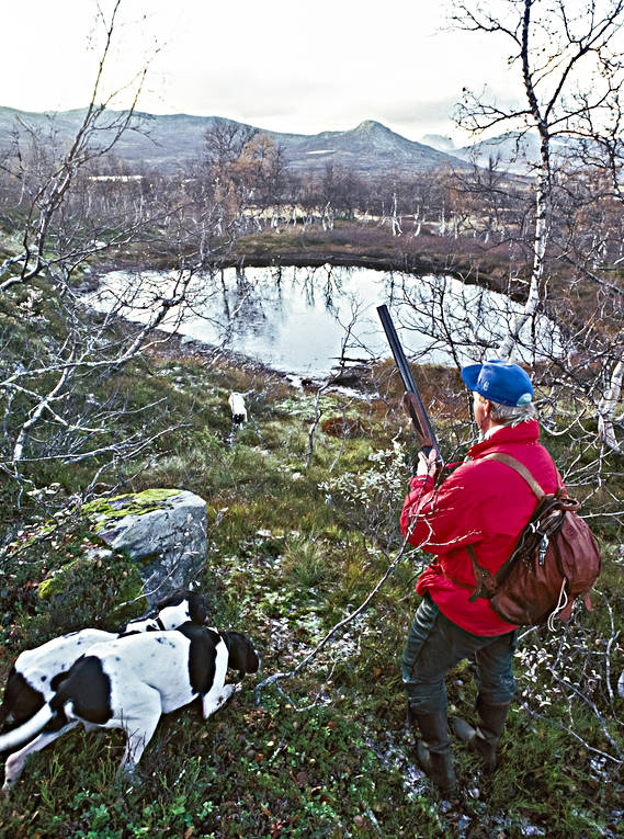 alpine hunting, bird hunting, hunting, pointer, pointing dog, white grouse hunt