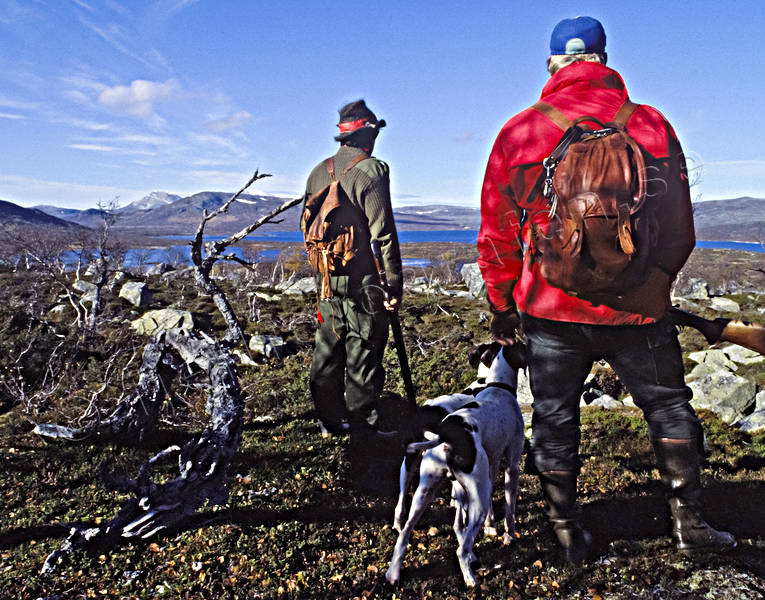 alpine hunting, bird dog, bird hunting, dog, hunting, pointing dog, ptarmigan, white grouse hunt