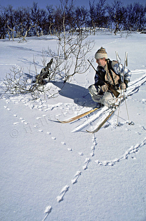 hunting, mountain, tracks, vinterjakt ripa, vinterripa, white grouse hunt, white grouse hunter, winter