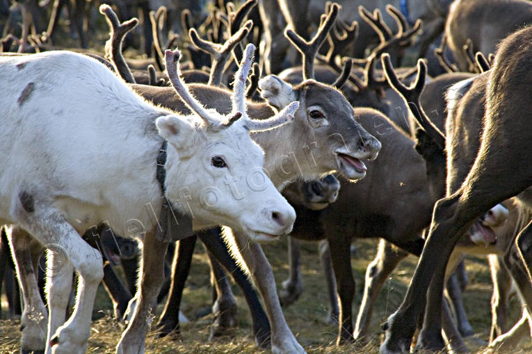 animals, autumn separation, autumn slaughter, culture, mammals, reindeer, reindeer husbandry, reindeer separation, rudd slaughter, sami culture, work