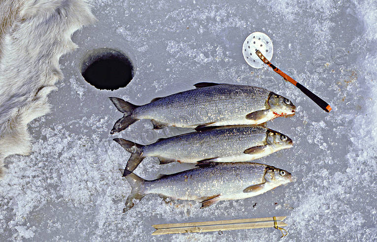 angling, fish, fish, fishing, fishing through ice, ice fishing, ice fishing, jig, dap, whitefish, whitefish, winter fishing