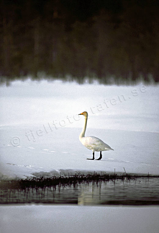 animals, birds, swan, swans, whooper swan