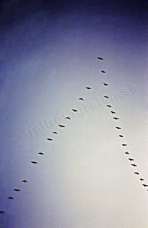 animals, birds, formation, migrate, migration formation, bird formation, migratory birds, spring, swans, whooper swans