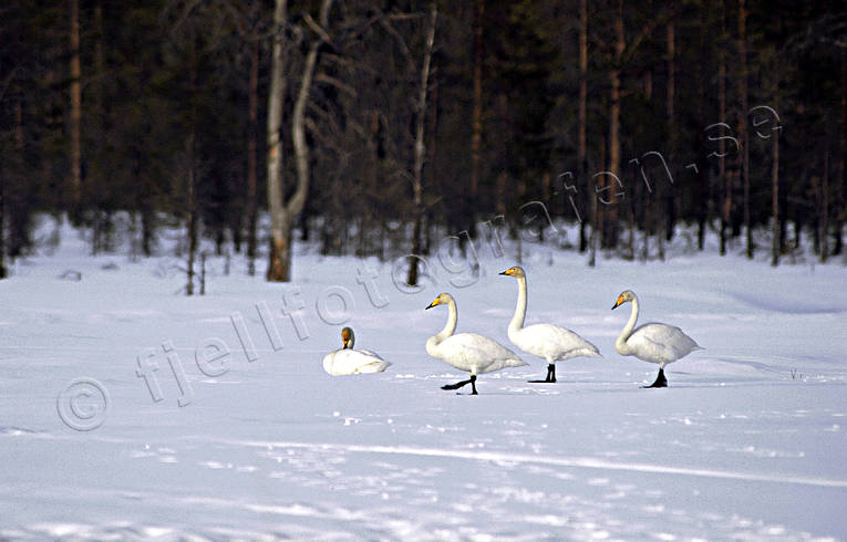 animals, birds, migratory birds, snow, spring, swan, swans, whooper swan