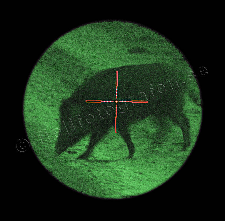 animals, ljusfrstrkare, mammals, night vision sensor, sighting arrangement, wild boar