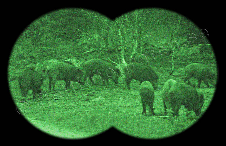 animals, darkness, ljusförstärkare, mammals, night vision binoculars, pigs, wild boar