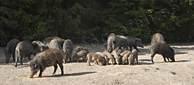 animals, carrion, feeding, game management, mammals, pigs, utfodrar, wild boar, åtelplats