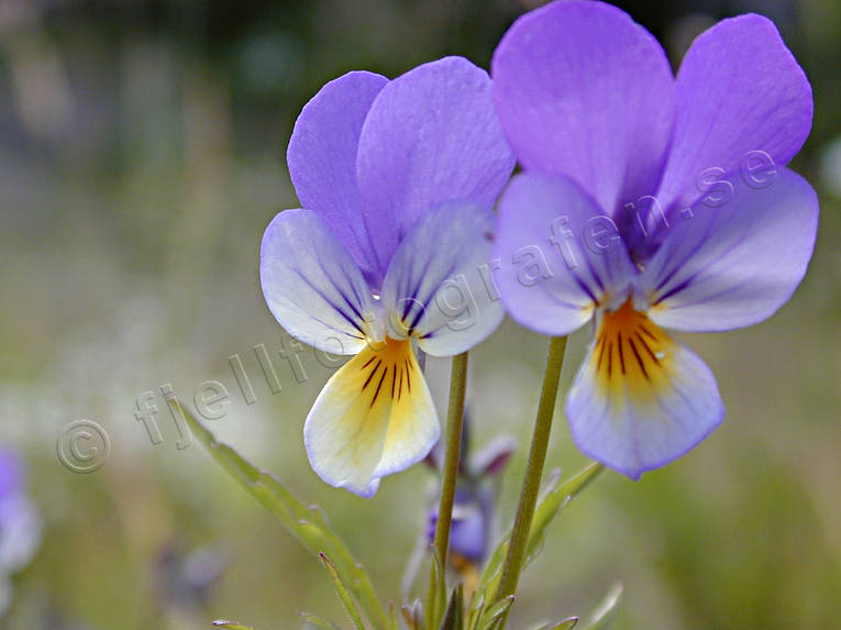 biotope, biotopes, flowers, flowers, meadowland, meadows, nature, summer, wild pansy, ng