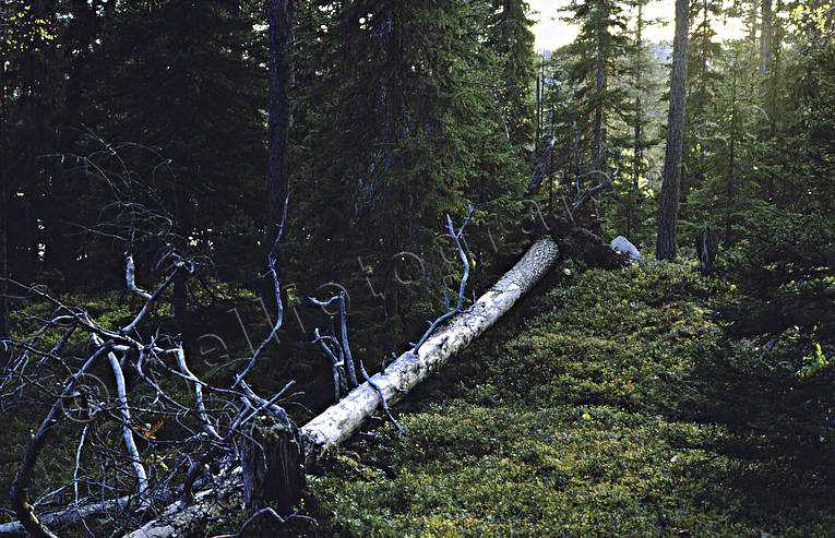 biotope, biotopes, circular flow, corrosiveness, dry pine, forest land, forests, nature, virgin forest, wildwood, wind thrown trees, windfall, woodland