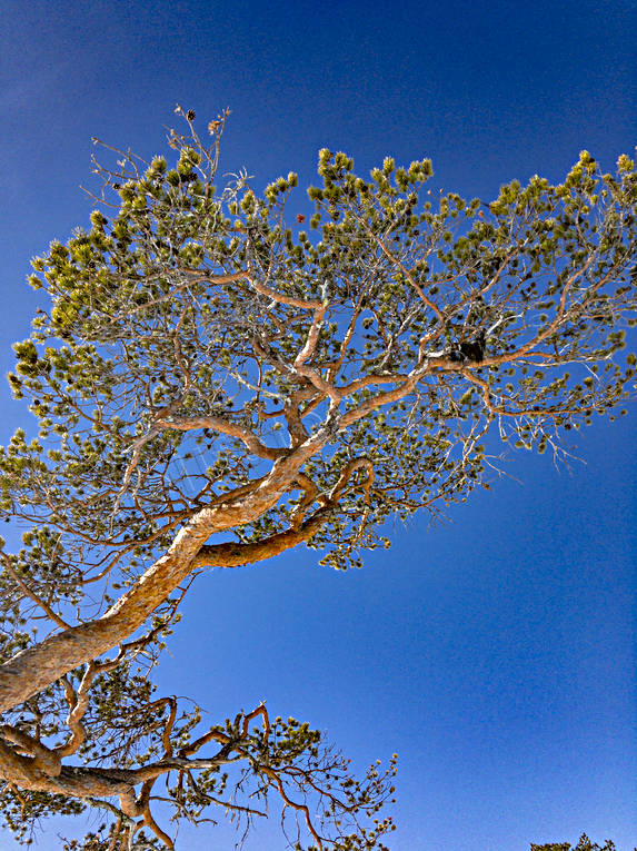 gnarly, krona, misshandlad, nature, pine, sour, stormpinad, tallkrona, tallkronabarrtrd, tree, trdkrona, vriden, windswept, windblown, winter, woodland