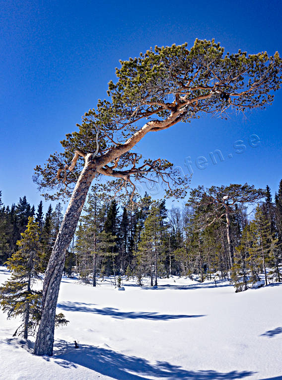 gnarly, krona, mire, misshandlad, nature, pine, sour, stormpinad, tallkrona, tallkronabarrtrd, tree, trdkrona, vriden, windswept, windblown, winter, woodland