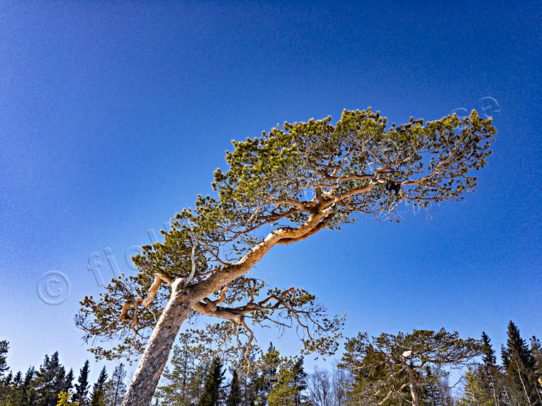 gnarly, krona, misshandlad, nature, pine, sour, stormpinad, tallkrona, tallkronabarrtrd, tree, trdkrona, vriden, windswept, windblown, winter, woodland