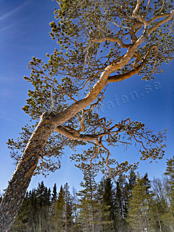 gnarly, krona, misshandlad, nature, pine, sour, stormpinad, tallkrona, tallkronabarrtrd, tree, trdkrona, vriden, windswept, windblown, winter, woodland