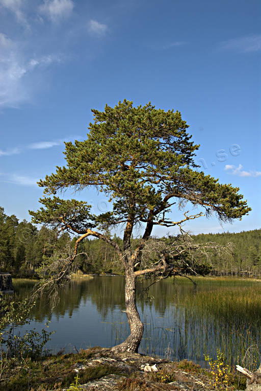 abies, forest land, Forsan, nature, pine, sour, windswept, windblown, woodland