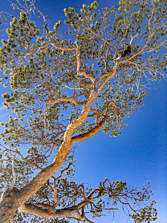 gnarly, krona, misshandlad, nature, pine, sour, stormpinad, tallkrona, tallkronabarrtrd, tree, trdkrona, vriden, windswept, windblown, winter, woodland