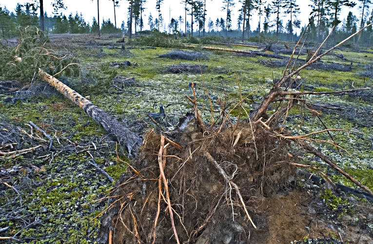 biotope, biotopes, environment, forestry, forests, nature, pine, pine forest, pines, storm, storm, windthrown, windthrown, windthrown, woodland, work