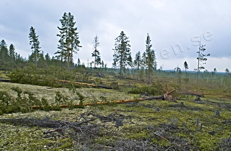 biotope, biotopes, environment, forestry, forests, nature, pine, pine forest, pines, storm, storm, windthrown, windthrown, windthrown, woodland, work