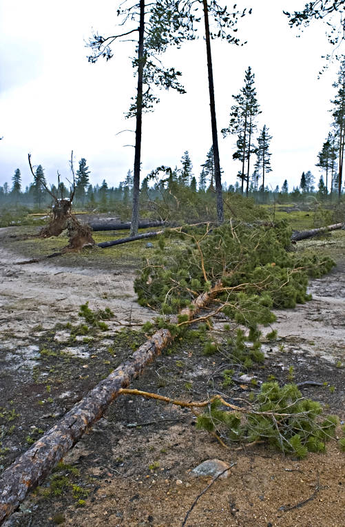 biotope, biotopes, environment, forestry, forests, nature, pine, pine forest, pines, storm, storm, windthrown, windthrown, windthrown, woodland, work