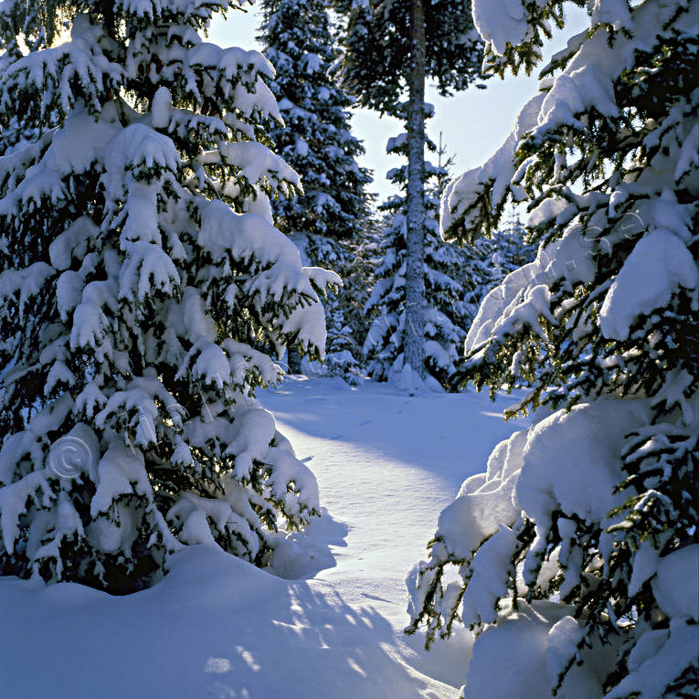 Jamtland, landscapes, snow, spruce, spruce forest, winter, winter landscape, woodland