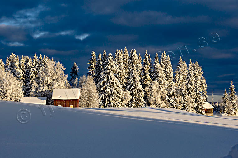 ambience, ambience pictures, atmosphere, Jamtland, landscapes, pines, season, seasons, snow, spruce forest, winter