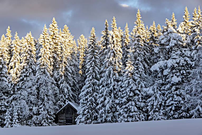 ambience, ambience pictures, atmosphere, Jamtland, landscapes, pines, season, seasons, snow, spruce forest, winter