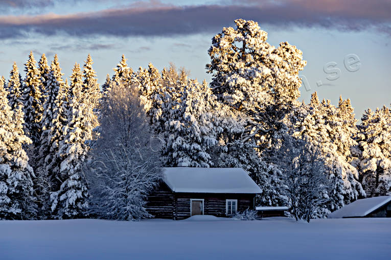 ambience, ambience pictures, atmosphere, cabins, christmas ambience, heavy snow buildup, Jamtland, landscapes, Löfsåsen, pines, season, seasons, snow, spruce forest, vinterro, winter, winter forest, woodland