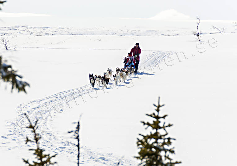 dogsled, outdoor life, sled dogs, sledge dogs, sldhundfrd, vita vidder, winter, ventyr