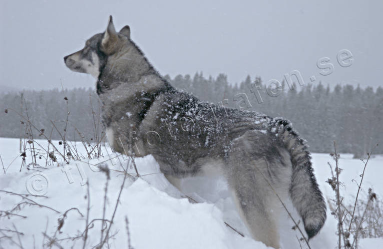 animals, canidae, dog, dogs, mammals, swedish moosehound, ulv, wolf, wolf alike