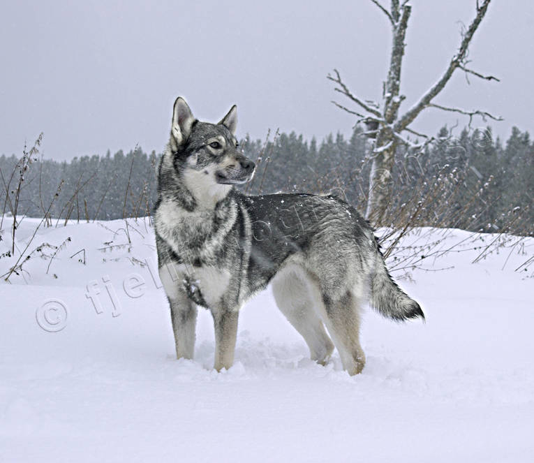 animals, canidae, dog, dogs, domestic dog, mammals, swedish moosehound, ulv, wolf, wolf alike